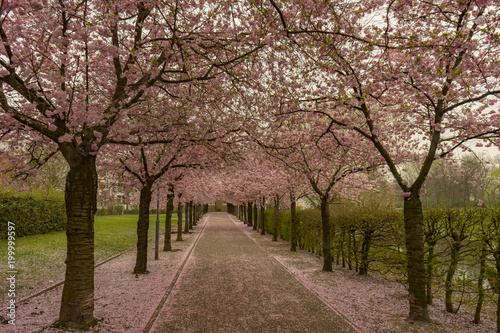 Fototapeta Naklejka Na Ścianę i Meble -  View to Cherry Blossom Valley in Kaarst Citypark