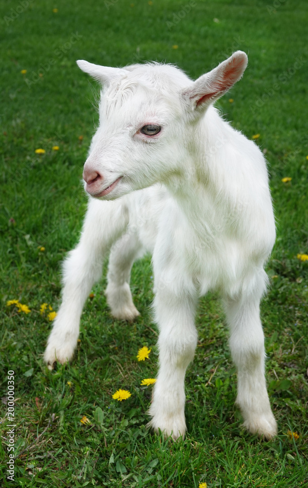 Beautiful cute baby goat kid kiddy spring scene in colorful meadow with flowers
Beautiful cute baby goat kid kiddy spring scene in colorful meadow with flowers