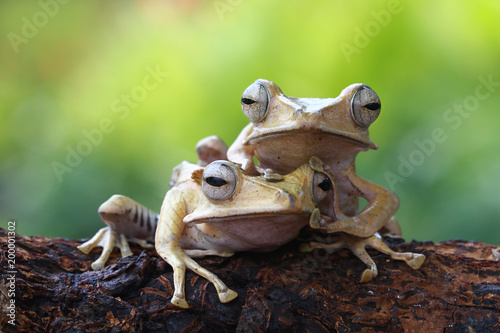 Tree frog, eared tree frog, Borneo tree frog