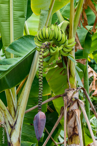 Planta de bananas