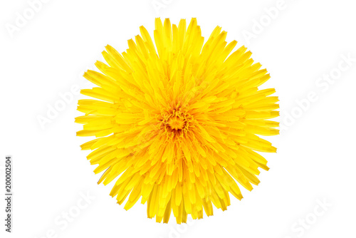 Fototapeta Naklejka Na Ścianę i Meble -  Dandelion (Taraxacum Officinale) Isolated.