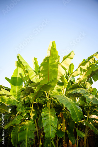 small banana grove in the tropical jungle