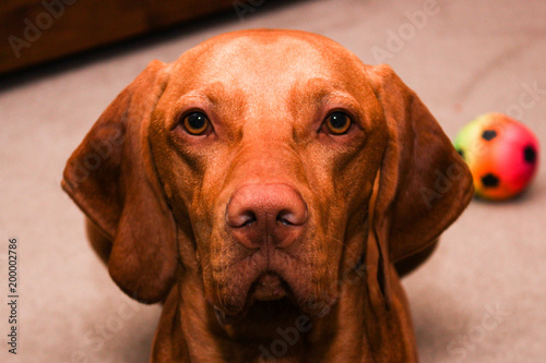 Hungarian Vizsla - Dog