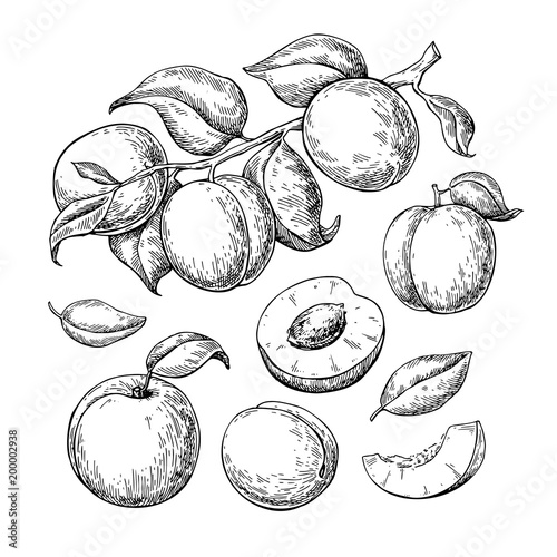 Billede på lærred Apricot vector drawing set. Hand drawn fruit, branch and sliced