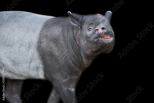 Malayan tapir isolated on black background. Asian tapir