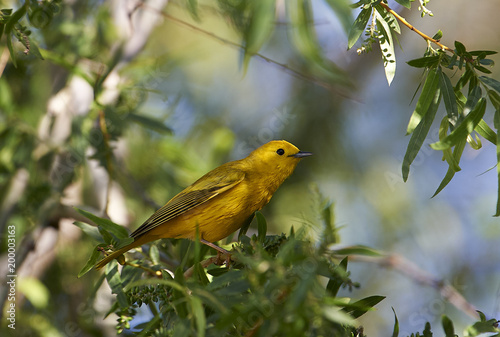 American Yellow Warbler (Dendroica petechia) preched in a tree, Jocotopec, Jalisco, Mexico photo