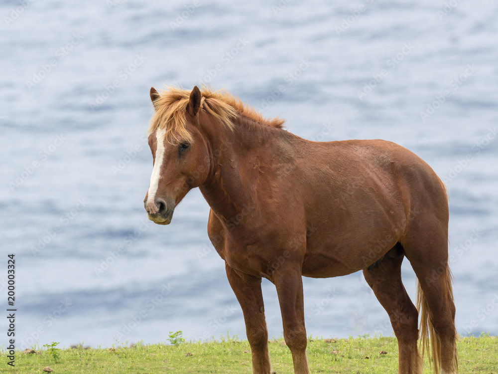 Fototapeta premium 与那国馬
