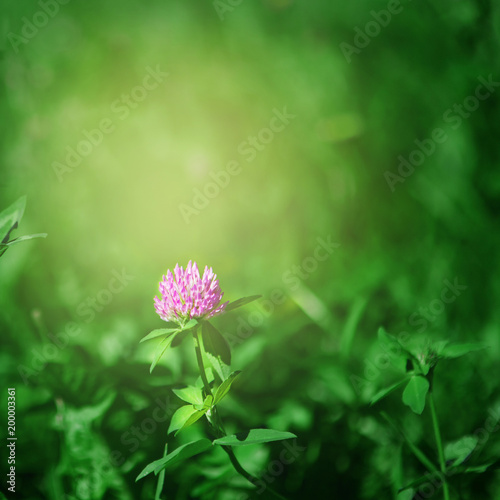 Nature Summer Background with clover Flowers
