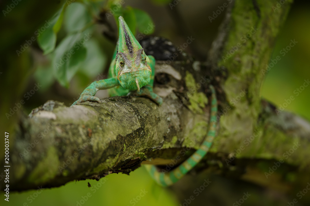 Obraz premium Yemen chameleon lizard.