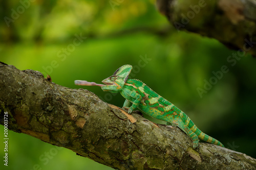 Chameleon on tree hunting home cricket