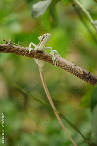 Basilisk . Lizard on branch with long tail.