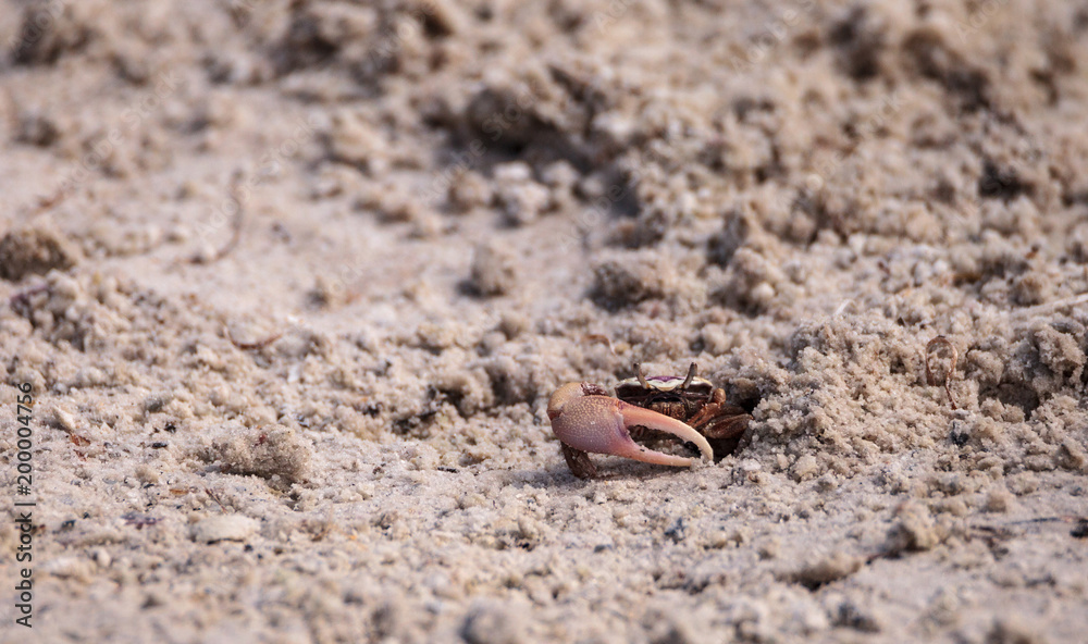 Αυτοκόλλητο Fiddler crab Uca panacea comes out of its burrow