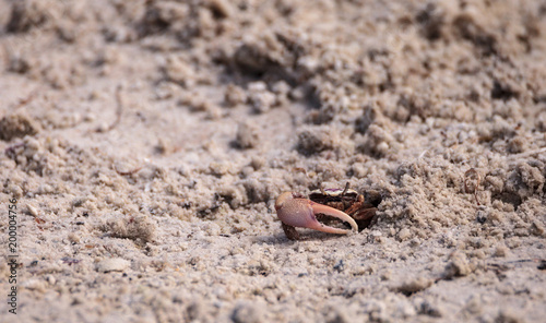 Canvas Print Fiddler crab Uca panacea comes out of its burrow