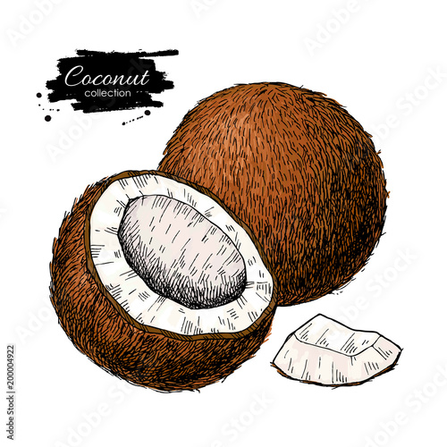 Vector hand drawn coconut. Tropical summer fruit illustration.