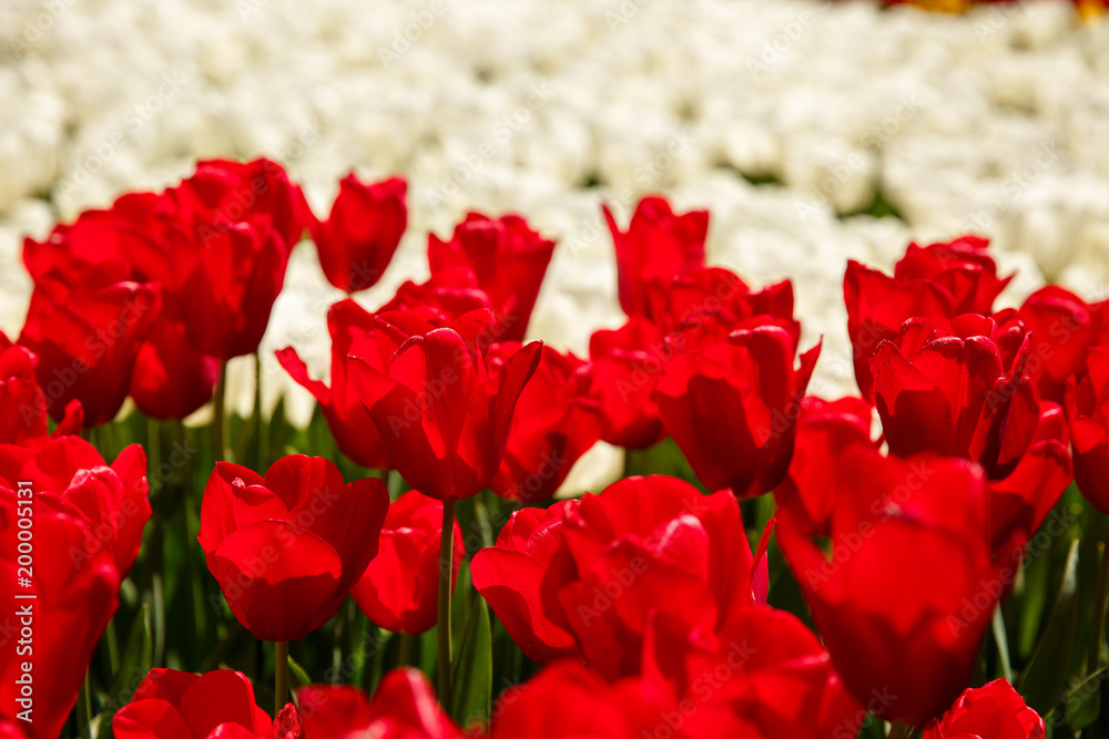 Tulip Flower. Tulips in spring at the garden or in park, colorful tulips. Nature background. Tulip Flower. Tulips in spring at the garden or in park, colorful tulips. Nature background.