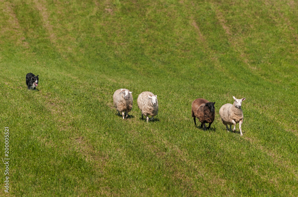 Fototapeta premium Herding Dog Behind Line of Sheep (Ovis aries)