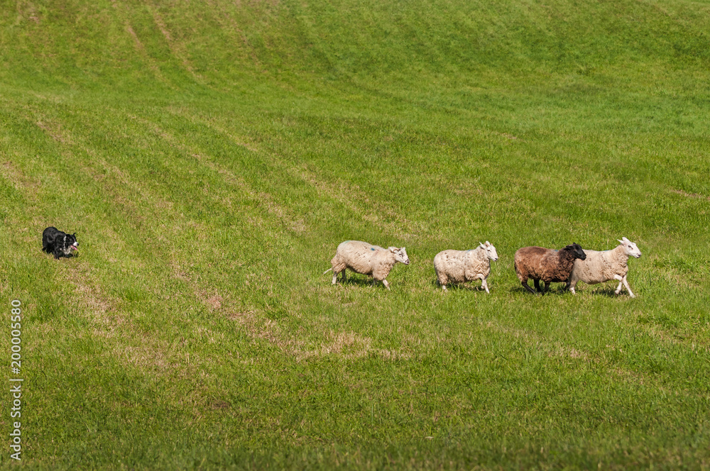 Herding Dog Lines Up Sheep (Ovis aries)