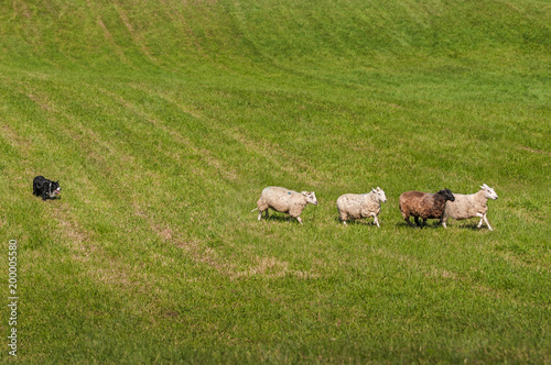 Herding Dog Lines Up Sheep (Ovis aries)