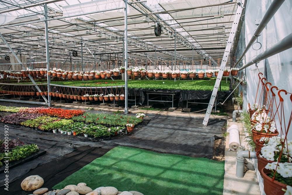 Inside new modern hydroponic greenhouse or hothouse for cultivation of decorative flowers and plants for gardening