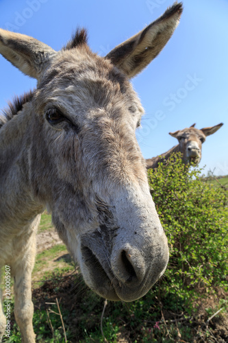 Donkey friends