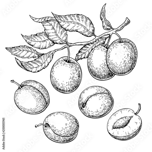 Vászonkép Plum vector drawing set. Hand drawn fruit, branch and sliced pie