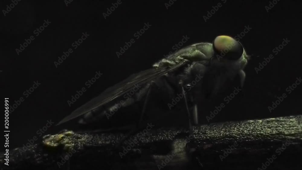 close up Horsefly, Tabanidae insect hunter