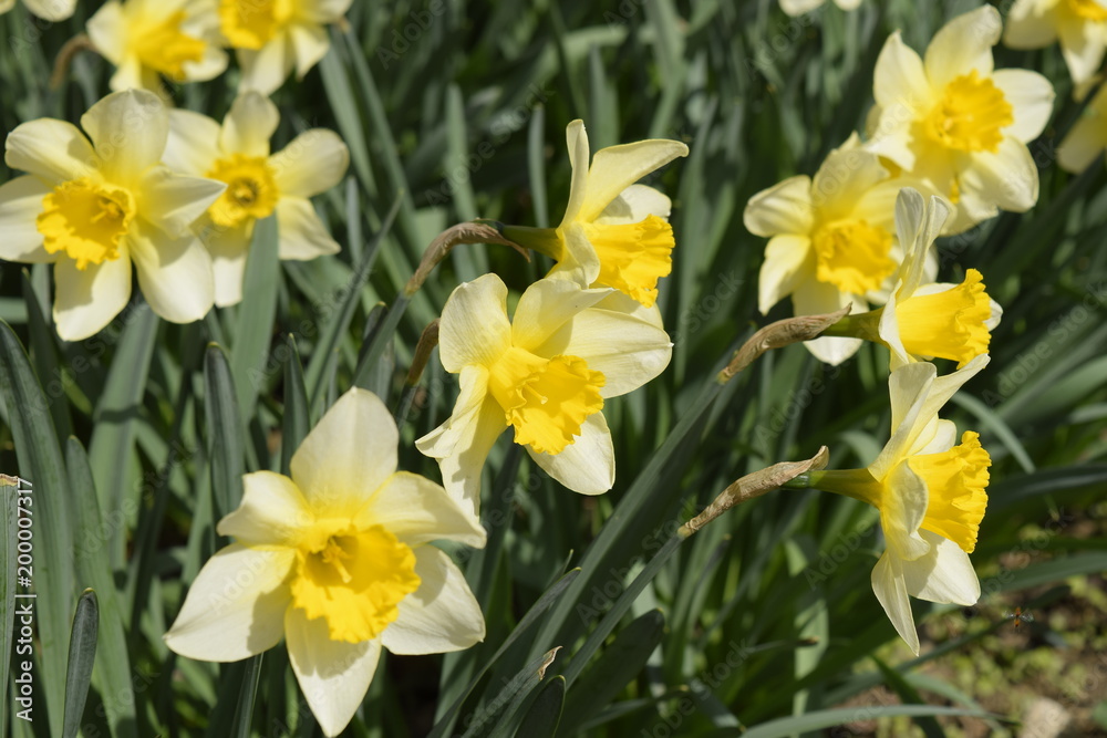 Spring flowering bulb plants in the flowerbed. Flowers daffodil yellow Spring flowering bulb plants in the flowerbed. Flowers daffodil yellow