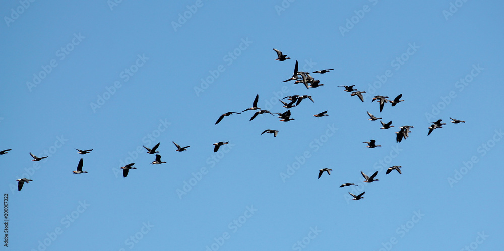 Flock of flying wild Greater white-fronted geese (Anser albifrons) against cloudy sky