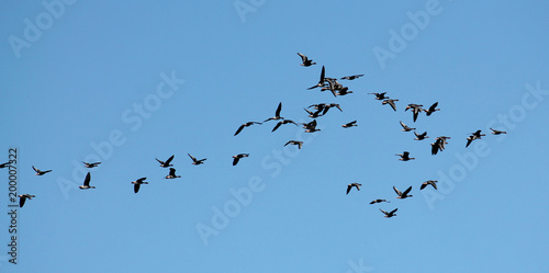 Flock of flying wild Greater white-fronted geese (Anser albifrons) against cloudy sky