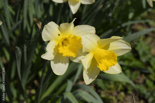 Spring flowering bulb plants in the flowerbed. Flowers daffodil yellow
