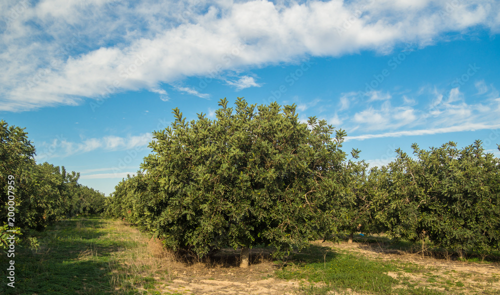 several images of the carob trees