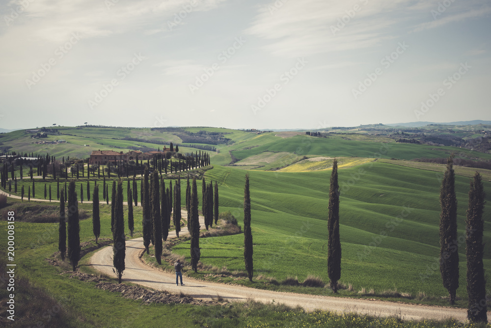 Obraz premium Rural landscape with a row of cypress trees and a villa during spring.