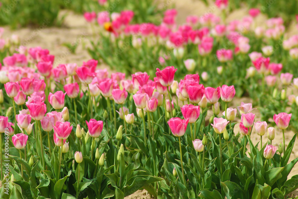 TULIPES TULIPES