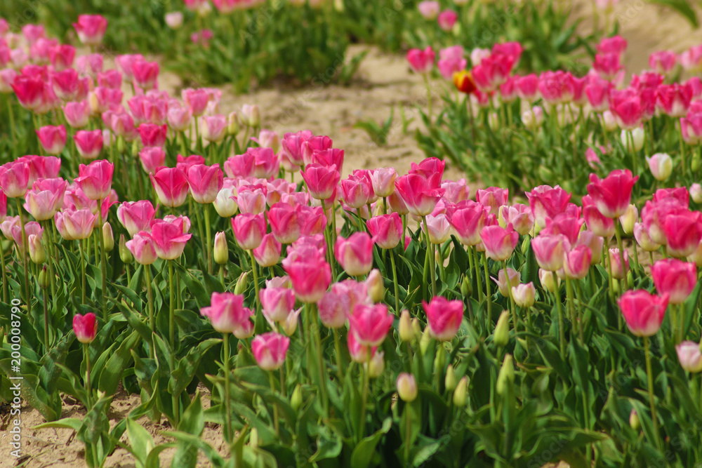TULIPES TULIPES