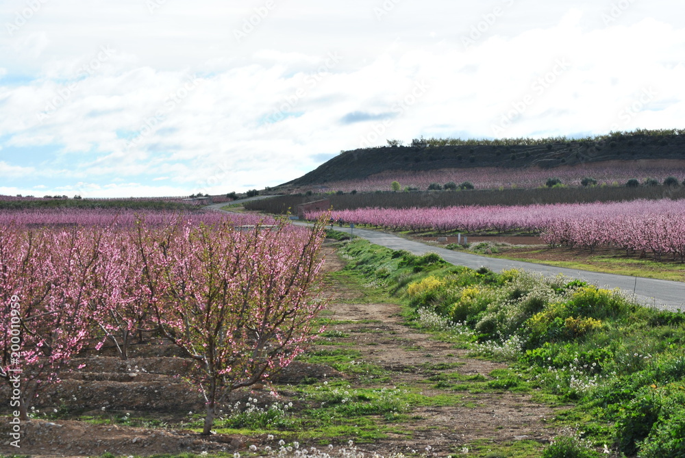 Obraz premium Melocotoneros en flor