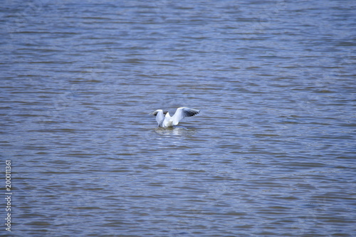 Seagulls fly in free