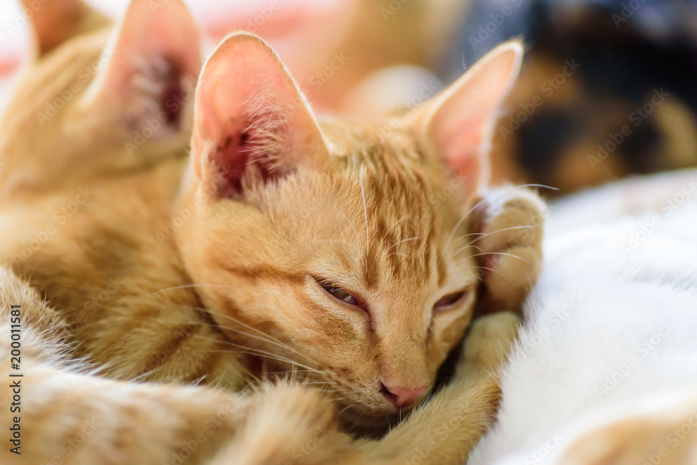 Cute cats are sleeping together, pets at home
