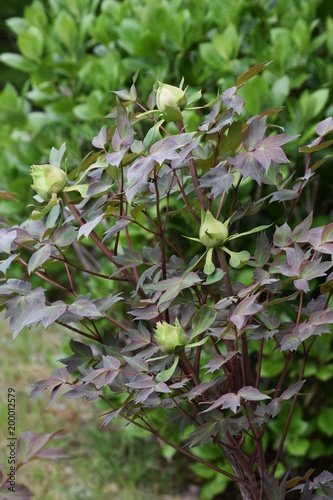 Bud of peony