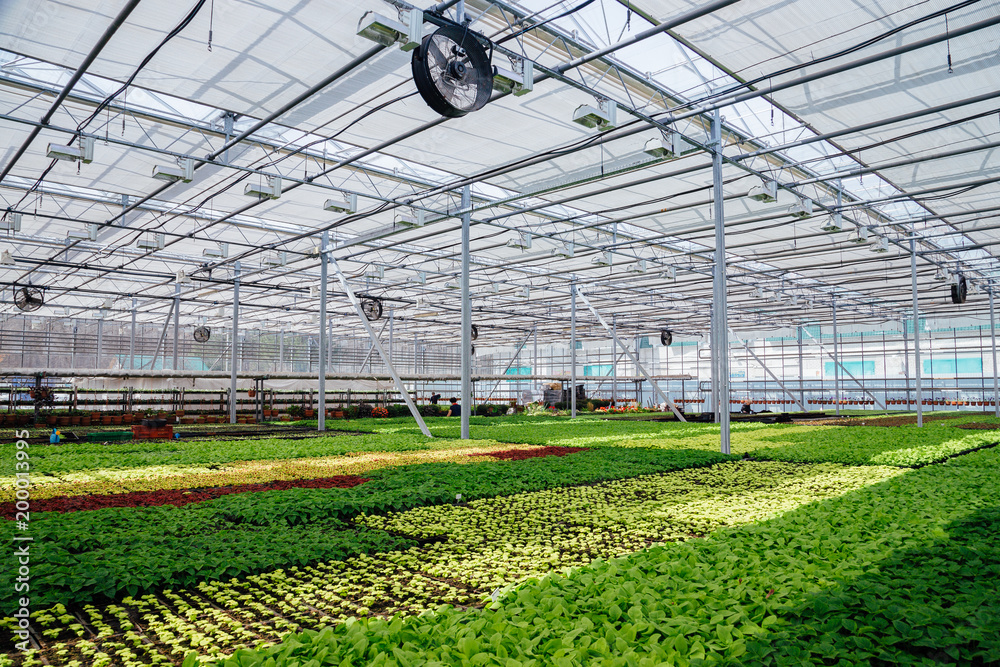 Modern hydroponic greenhouse with climate control system for cultivation of flowers and ornamental plants for gardening Modern hydroponic greenhouse with climate control system for cultivation of flowers and ornamental plants for gardening