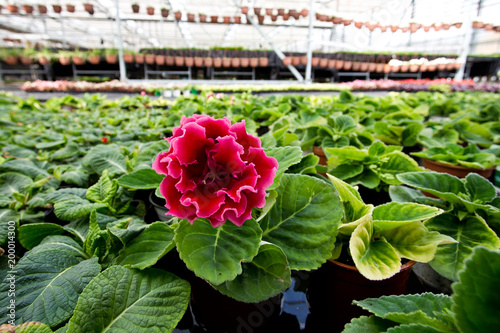 Blooming gloxinia (Sinningia speciosa) in greenhouse.  photo