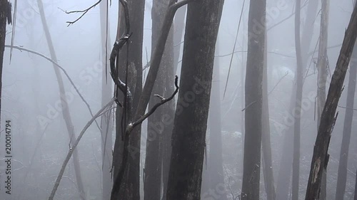 Slow pan amidst misty forest trees.