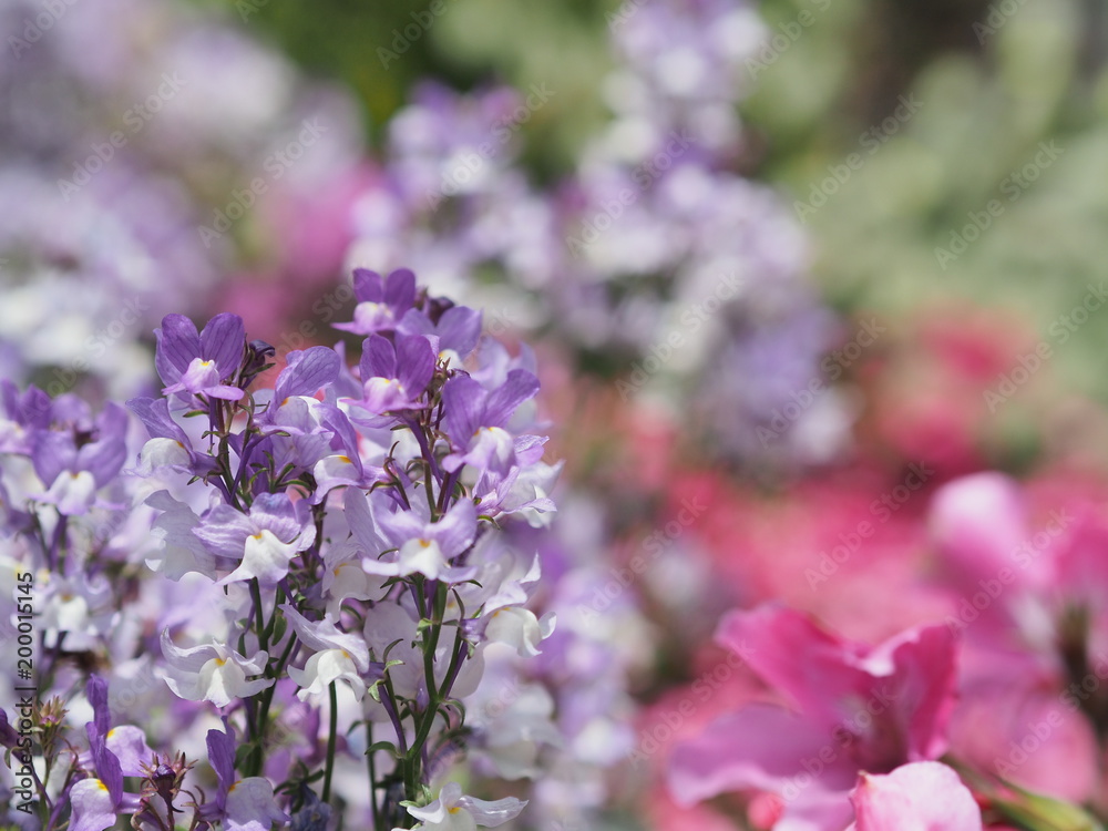 Obraz premium きれいに咲く紫色の花
