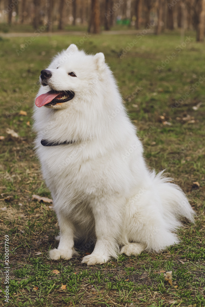 Beautiful dog Samoyed in the park, in the forest