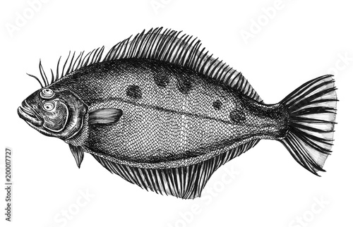 Bilde på lerret Hand drawn flounder flatfish