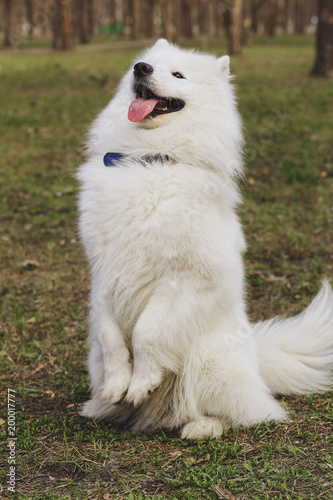 Beautiful dog Samoyed in the park  in the forest