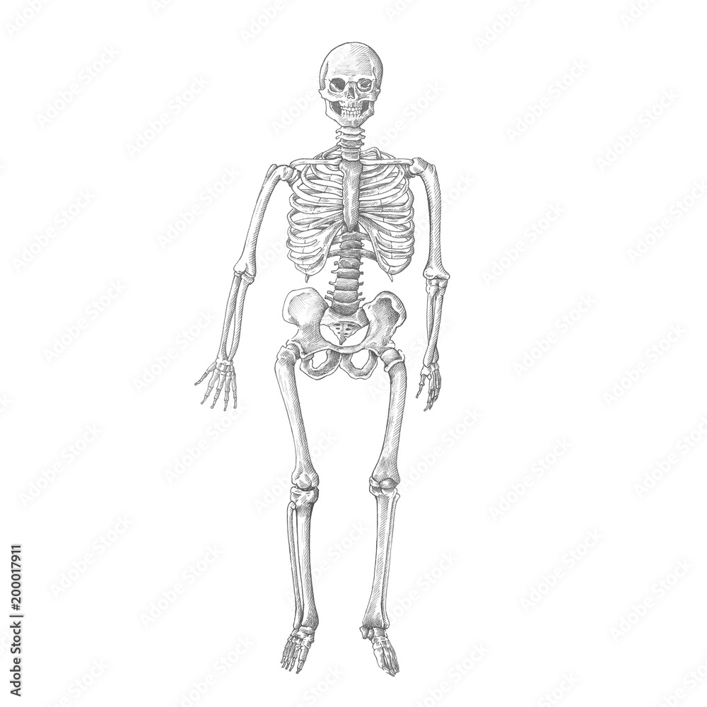 Hand drawn skeleton isolated on background