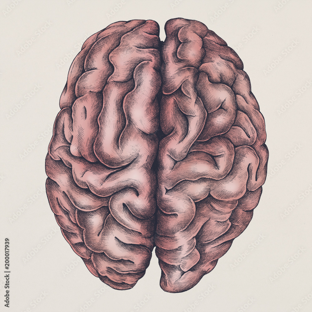 Naklejka premium Brain internal organ vintage style illustration