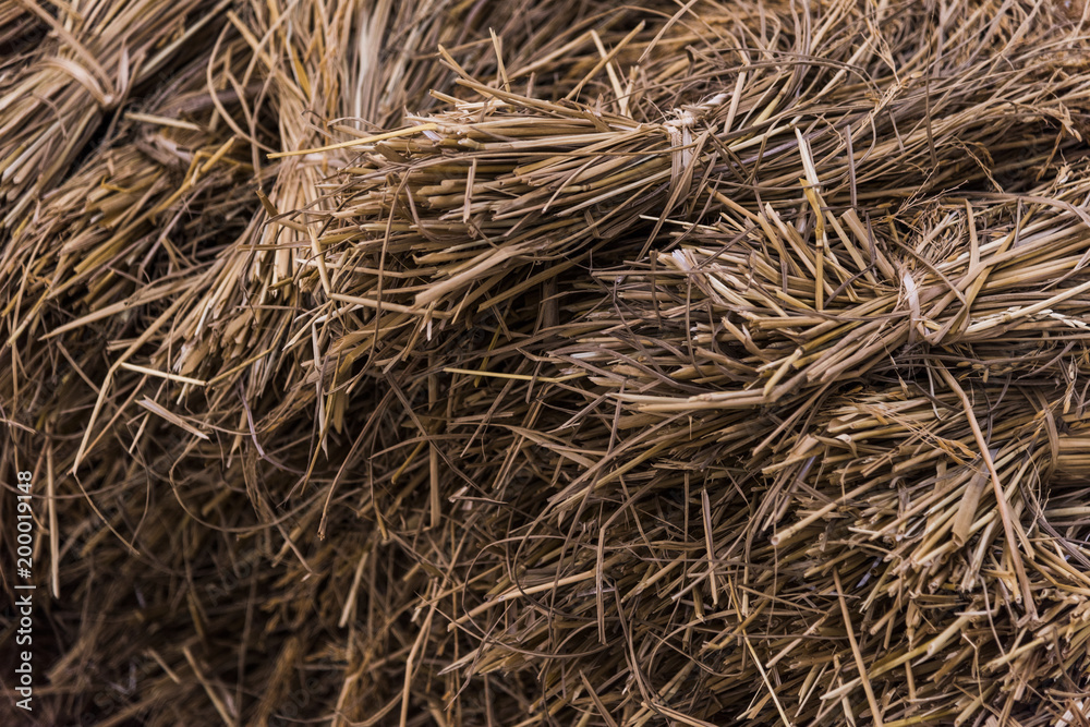 Dried hay or straw with grains Dried hay or straw with grains