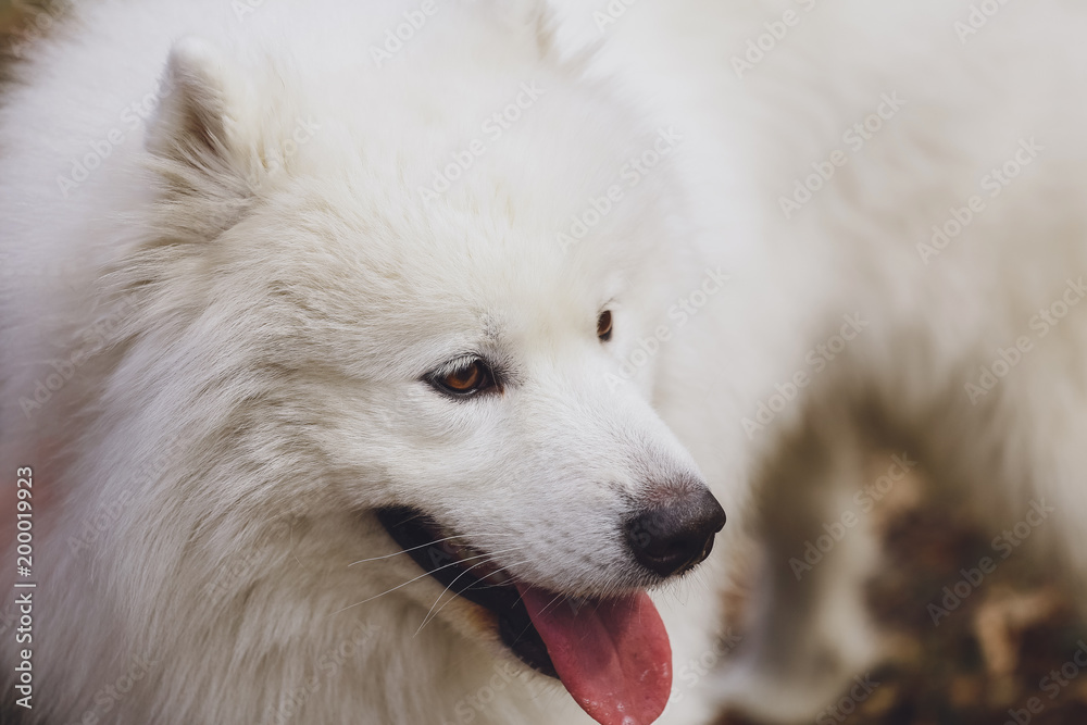 Beautiful dog Samoyed in the park, in the forest