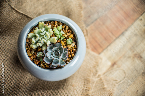  Small succulent plants in a ceramic planter. arrangement of succulents; cactus 